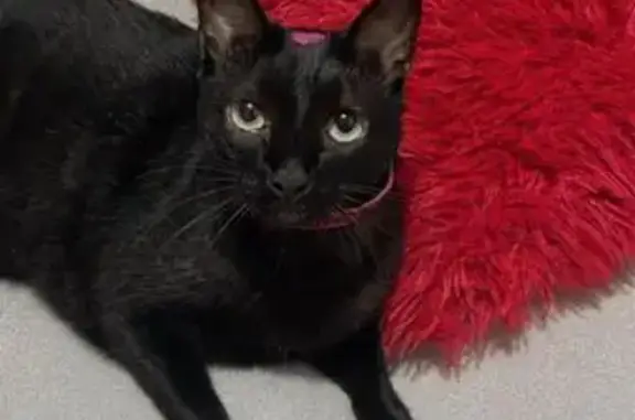 Gato desaparecido Fêmea (brl00...