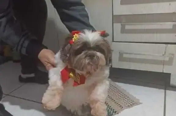 Fiona é uma Shitzu, pelo marrom e branco. Quase não tem dentinhos pois já tem 11 anos. Então fica bastante com a língua pra fora. É muito dócil, ama pular e receber carinho, acostumada com gatos e não estranha pessoas.