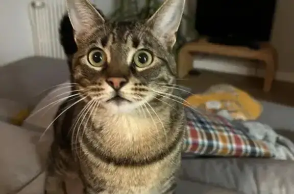 Animaux perdus Limoges, photo: Chat perdu, Manciet, Limoges - tatoué et pucé