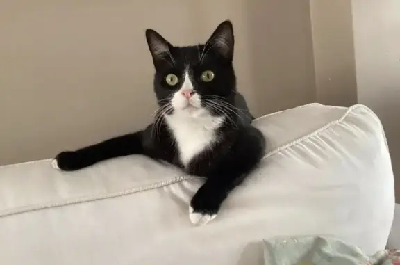 Gatos perdidos, Elda, foto: Perdido gato macho, Avenida Camilo Jose Cela, 8, Elda - negro y blanco, ojos verdes
