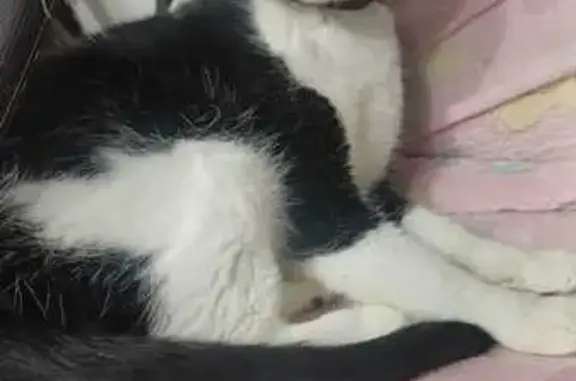 Gata preta e branca e com coleira preta antipulgas. A cara ao redor dos olhos toda preta e do nariz pra baixo sendo branca. Costas Pretas e peitoral branca. Sendo as 4 patas brancas.