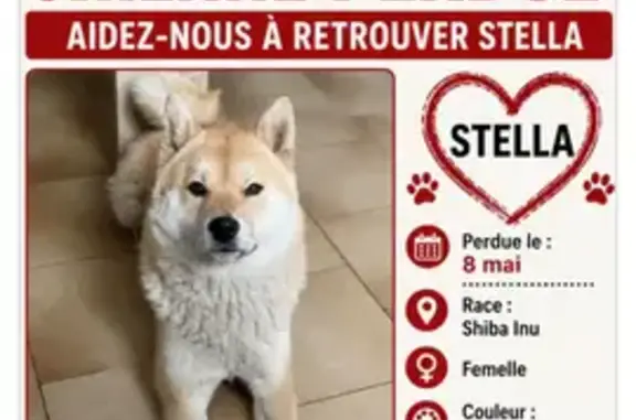 Perdu chien femelle, Goussainville, Paris — Shiba Inu pucée - photo