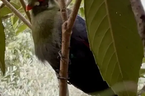 Animaux trouvés Toulon, photo: Trouvée oiseau, Rue du Gabon, Toulon - oiseau exotique Touraco à joues blanches