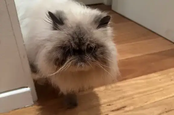 Lost pets Sydney, photo: Lost cat, Newman Street, Sydney - blue point Persian, shy male