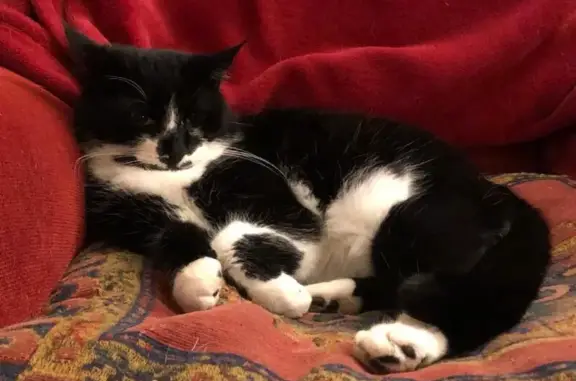 Lost cat, Chestnut Drive, 12,...