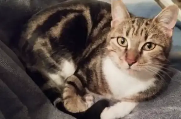 Animaux perdus Amiens, photo: Chat perdu, Rue Baudrez, Amiens - femelle, tigrée