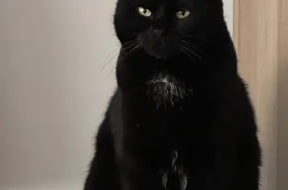 Animaux perdus Fameck, photo: Chat perdu, Impasse des Amandiers, Mondelange, Fameck - mâle, noir