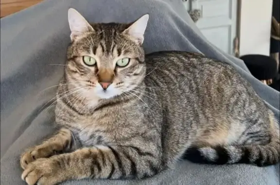 Chat perdu, Paris, photo: Chat perdu, Rue du Vert Galant, 50, Wambrechies - mâle