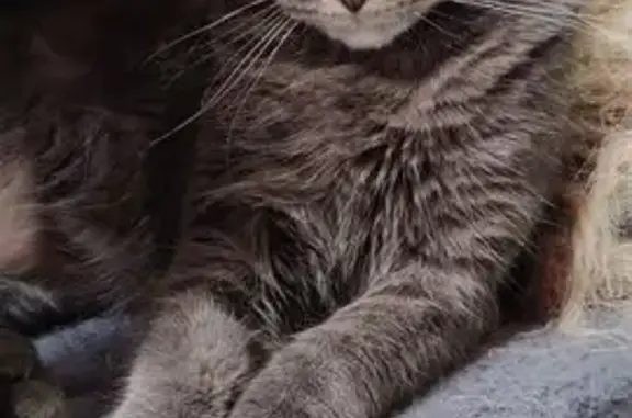 Animaux perdus Denain, photo: Chat perdu, Rue Arthur Brunet, 690, Denain - mâle, yeux verts
