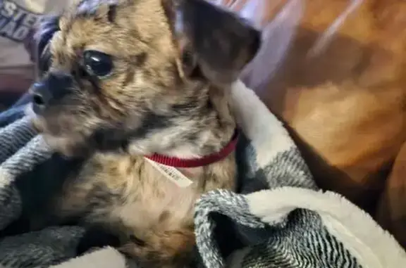 Lost dog, Oak Lawn, Illinois, Northbrook - male Chihuahua mix, red collar - photo