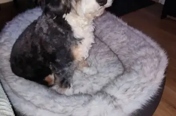 Lost dog, East 63rd Street, 1645, Long Beach - female - photo