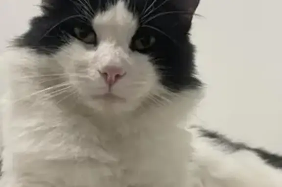 Missing cat Perth, photo: Lost cat, male, Northumberland Avenue, 29, Wanneroo, Swan — black and white long-haired, green eyes