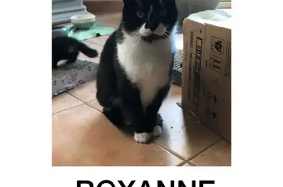 Perdu chat femelle, Rue Théophile Gautier, Saint-Berthevin - petite chatte noire et blanche, yeux verts - photo
