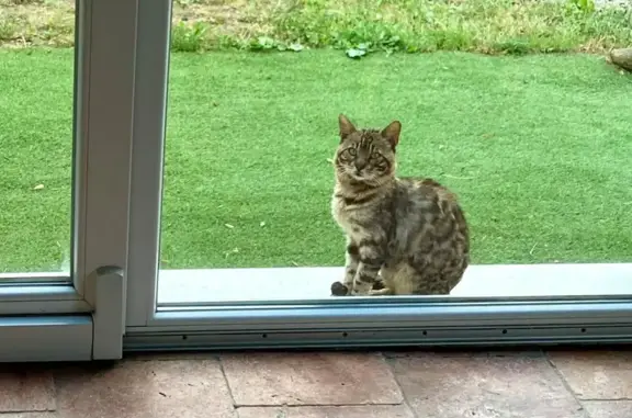 Animaux perdus Porto-Vecchio, photo: Perdu chat mâle, Chiosella, 2485, Porto-Vecchio - croisé bengal
