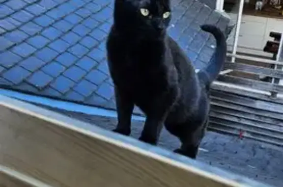 Chat perdu, Oloron-Sainte-Marie, photo: Chat perdu, Rue Dalmais, Oloron-Sainte-Marie - mâle, tâche blanche sous le ventre