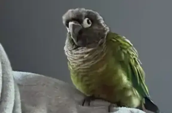 Lost bird, Palomino Place, 1, Tinton Falls - male conure - photo