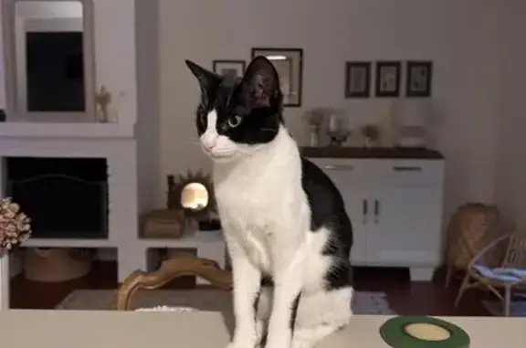 Chat perdu, Avenue César Franck, 7, Roissy-en-Brie, Vierzon - femelle, très gentille et câline - photo