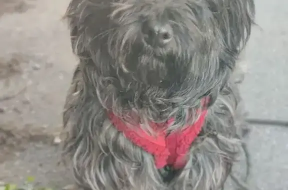 Animaux perdus Paris, photo: Perdu chien, Sail-sous-Couzan, Paris — femelle Cairn terrier noir, craintive