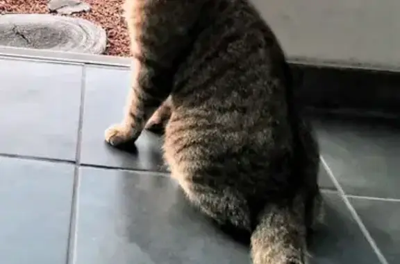 Black and brown stripes. I suspect he got spooked in the storm. Chipped and identifying collar. He's only been with us about a month so unfamiliar with the area.