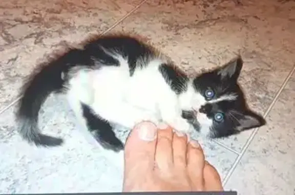 Chat perdu, Bazeilles, photo: Chat perdu, Rue de la Gare, 8, Haraucourt, Bazeilles - femelle noire et blanche avec yeux verts