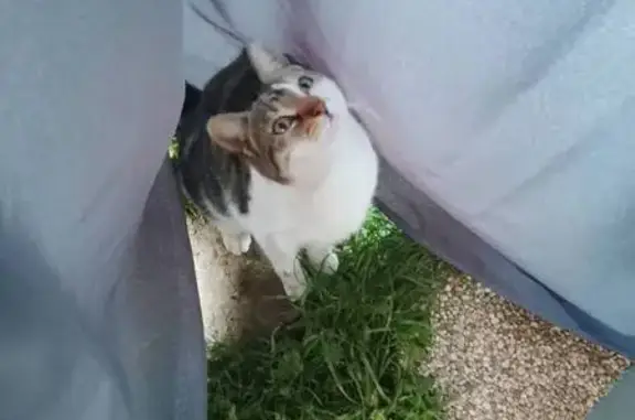 Animaux trouvés Creutzwald, photo: Trouvé chat femelle, Rue de Metz, Creutzwald