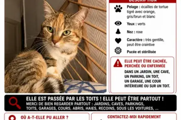 Animaux perdus Villeurbanne, photo: Perdu chat femelle, Cours Gambetta, Aix-en-Provence