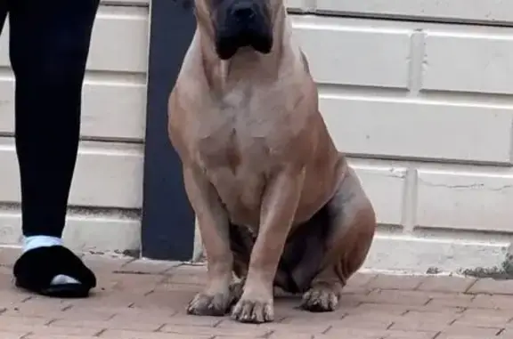 Lost pets Johannesburg, photo: Lost dog, Exeter Street, Johannesburg - female boerboel with scars on her ears
