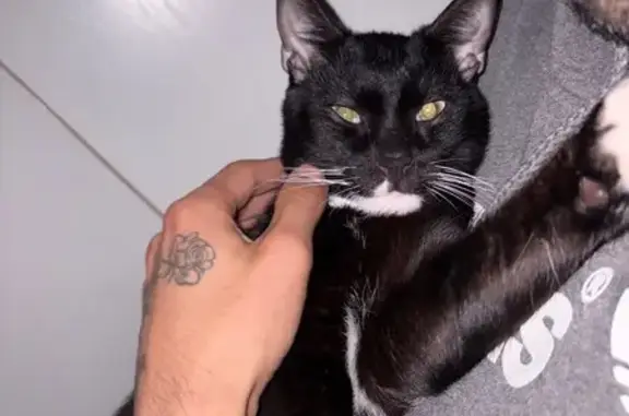 Missing cat Mossel Bay, photo: Lost cat, Mitchell Street, 3, Mossel Bay - black and white male tuxedo, 1 year old
