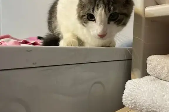 Gatos perdidos, Tacoronte, foto: Perdido gato macho en Calle Antonio Benavides, La Matanza de Acentejo, Tacoronte - ojos verdes