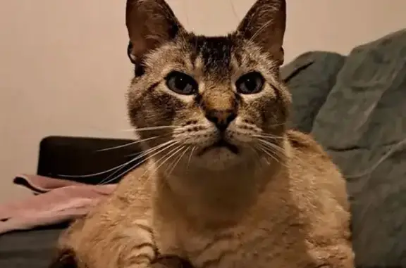 Chat perdu, Leïn ar Minez, 1, Locarn, Vannes - queue cassée - photo