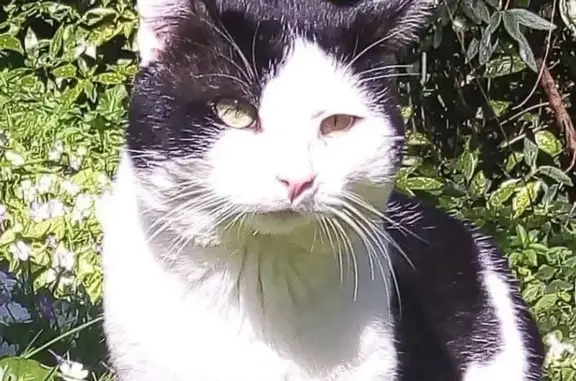 Animaux perdus Rouen, photo: Chat perdu, Rouen - noir et blanc, 8 ans