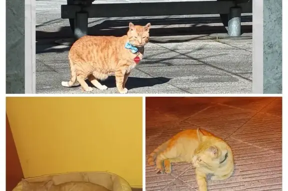 Perdido gato macho, Calle de San Martín, 3, Valladolid - color naranja, ojos verdes - photo