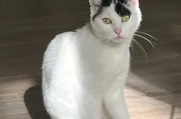 Animaux perdus Wattignies, photo: Chat perdu, Rue Flemming, 30, Wattignies - femelle, blanc et noir