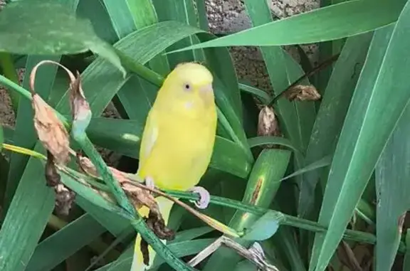 Animaux trouvés Salon-de-Provence, photo: Trouvée oiseau, Le Pontet, Provence-Alpes-Côte d'Azur, Salon-de-Provence