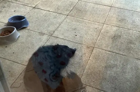 Animaux trouvés Annecy, photo: Chien trouvé, Rue Louis Pasteur, 53, Poisy, Annecy - tout noir avec pattes blanches