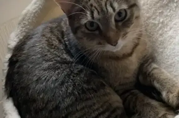 Animaux perdus Verquin, photo: Chat perdu, Rue de la Bombardé, 74, Verquin - tigré, yeux verts