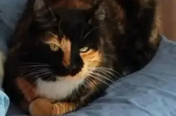 Missing cat Centurion, photo: Lost cat, Wisteria Crescent, Centurion - female tortoiseshell, shy at first