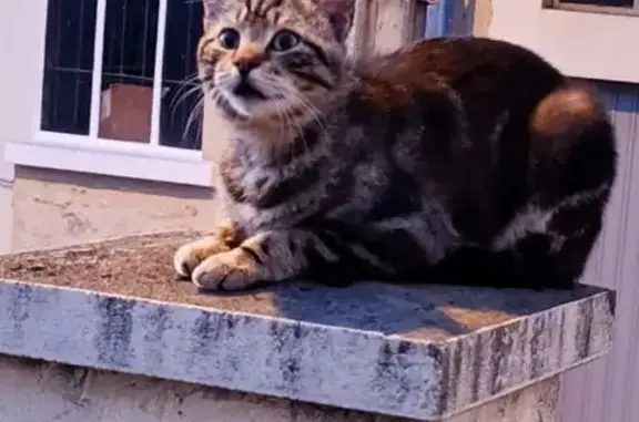 Animaux trouvés Agen, photo: Chat trouvé, Rue Emile Zola, 127, Agen - craintif