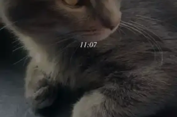 Animaux perdus Paris, photo: Chat perdu, Rue du Moulin, Saint-Pol-sur-Ternoise, Paris - mâle, gris, très craintif