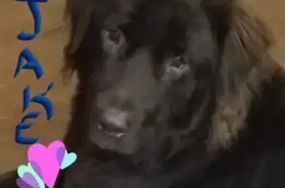 Lost dog, Seminary-Williamsburg Road, 767, Liberty, Collins - male, black, blind in one eye - photo