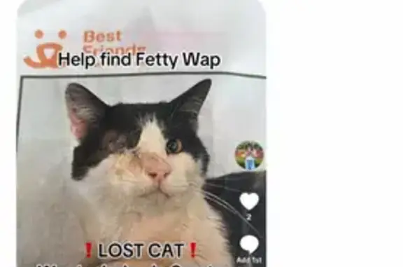 Lost cat, Crossroads Boulevard, 2, Saratoga Springs - male, black and white, one-eyed - photo