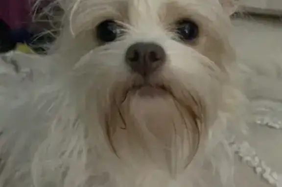 Missing dog Female, Pakenham (al496225) - photo