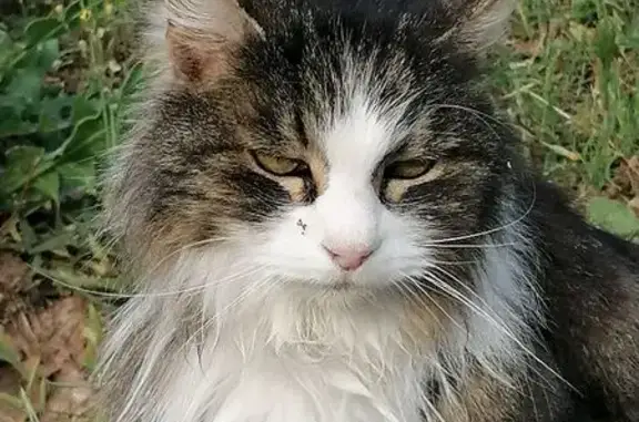Animaux trouvés Paris, photo: Chat trouvé, Saint-Cyr-sur-Mer, Provence-Alpes-Côte d'Azur, Paris — craintif, très maigre