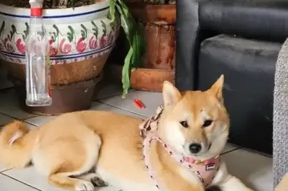 Animaux perdus Frouzins, photo: Perdu chien, Avenue Rouget de Lisle, 27, Frouzins - femelle Shiba Inu