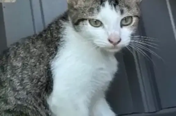 Lost cat, Taft Street, 807, North Bellmore - male, small, not neutered - photo