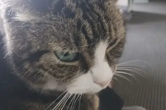 Lost pets Randwick, photo: Lost cat, Bilga Crescent, 172, Randwick City Council, Randwick - male tabby with white front paws and white hind legs