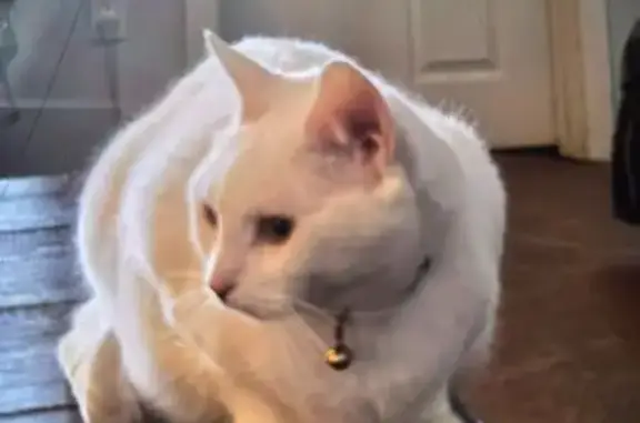 Lost cat, Pond Road, 95, New Gloucester, Auburn - female with white fur and green eyes - photo