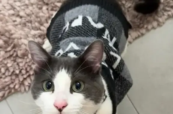 Lost cat, Little Hampton Lane, 708, Gotha - male, white and gray spots - photo