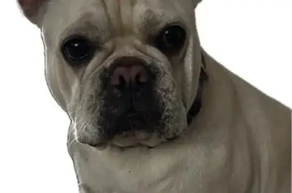 Lost dog, Longbay Boulevard, 8152, Ballentine Manor, Sarasota - female - photo