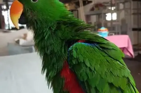 Lost pets North Kellyville, photo: Lost bird, Laughton Crescent, 20, The Hills Shire Council, North Kellyville - male, green with red and blue feathers